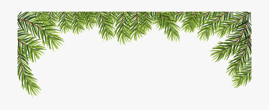 920x377 Leaves Transprent Png Free Download Evergreen Pine
