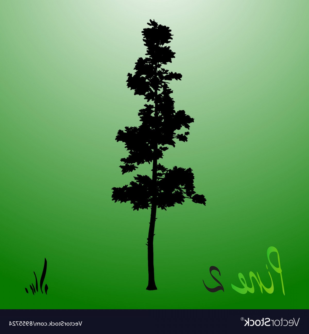 1200x1296 Pacific Northwest Pine Old Growth Evergreen Tree Vector Savoyuptown