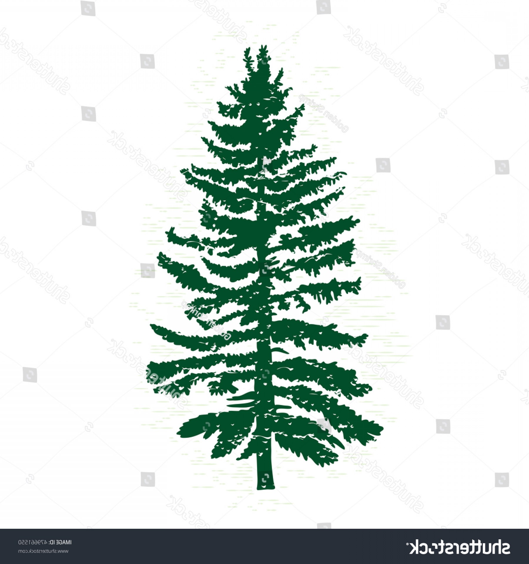 1800x1920 Vector Evergreen Silhouette Pine Fir Tree Soidergi