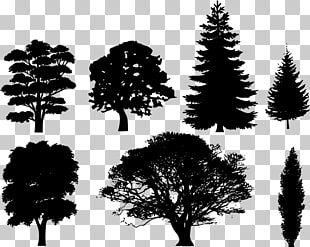310x247 Evergreen Vector Png Cliparts For Free Download Uihere
