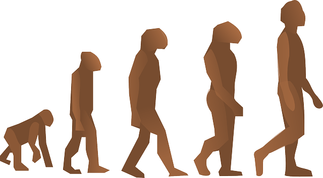 Human Evolution Image Free Vector Free Vector, Icons 640x354 Human Evolution Image Free Vector Free Vector, Icons