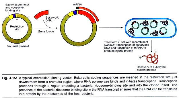 624x342 Expression Vectors Things To Know About Cloning