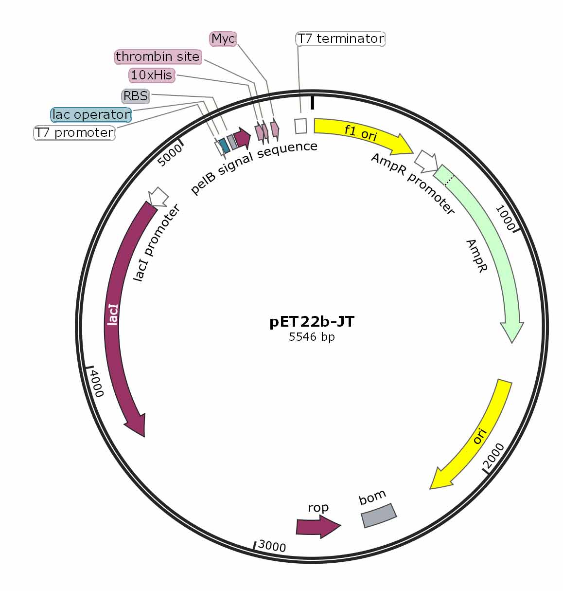 1158x1214 How To Choose A Suitable Expression Vector