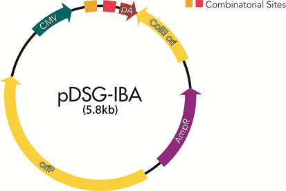 413x277 Mammalia Expression Vectors