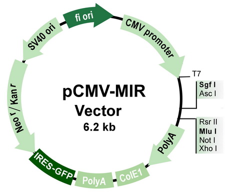 450x388 Pcmvmir Microrna Expression Vector Pcmvmir Origene