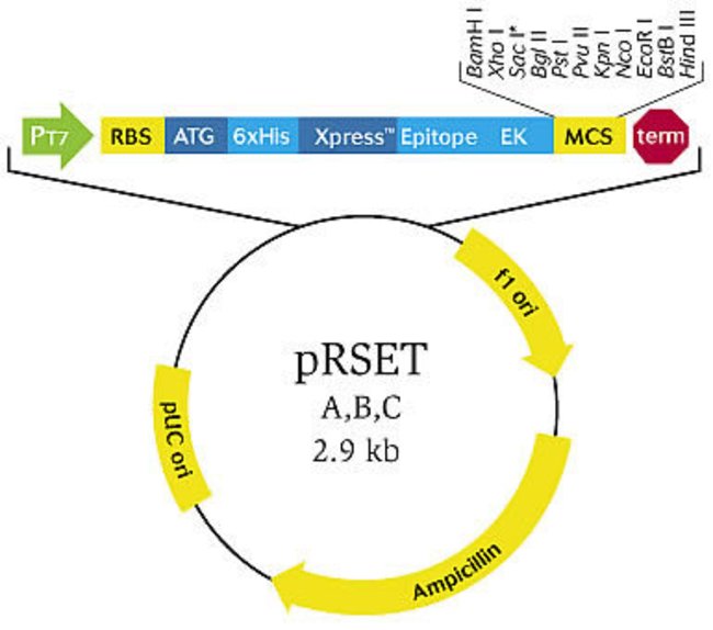 650x574 Prset A, B, C Bacterial Expression Vectors
