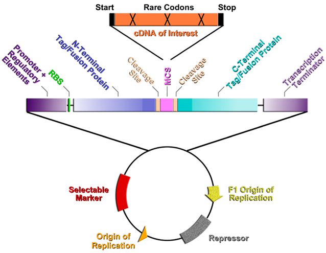 638x495 Vector's Anatomy