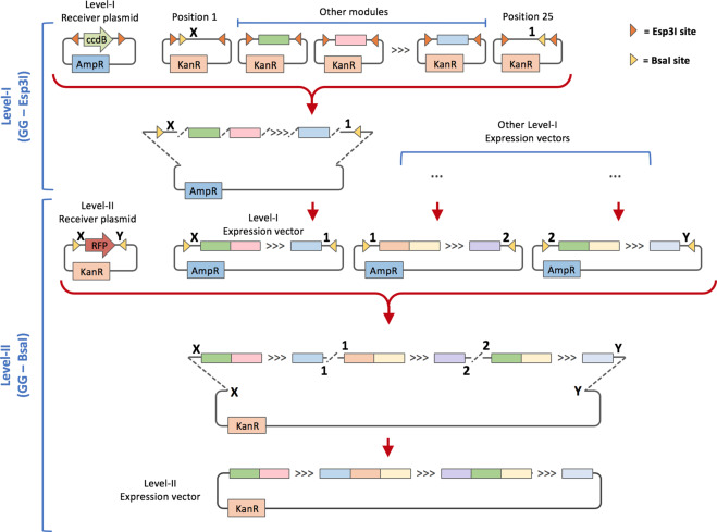 659x489 Expression Vector