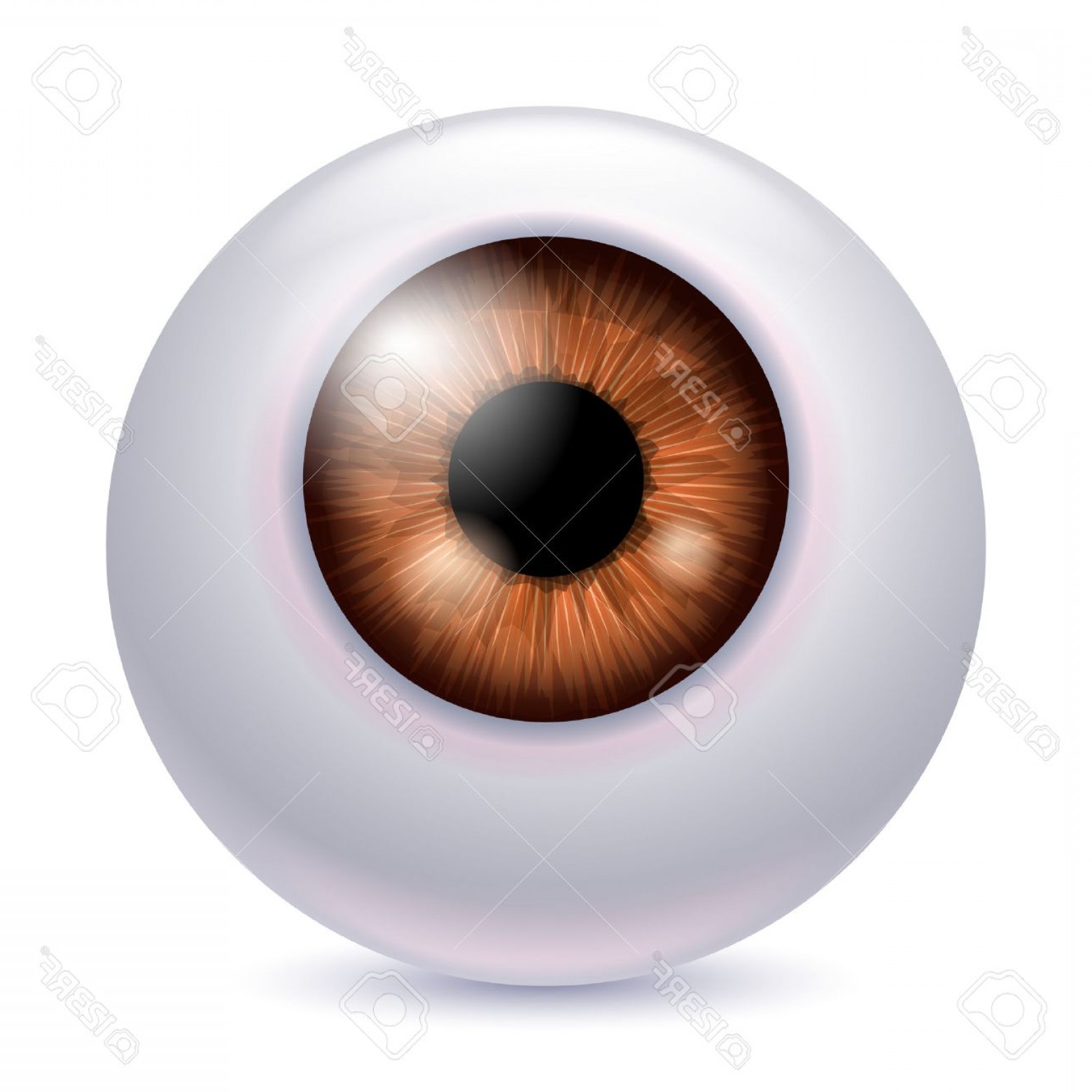 1560x1560 Photostock Vector Human Eyeball Iris Pupil Isolated On White