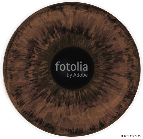 500x486 Vector Realistic Human Eye Iris Eye Iris Vector Painted Texture