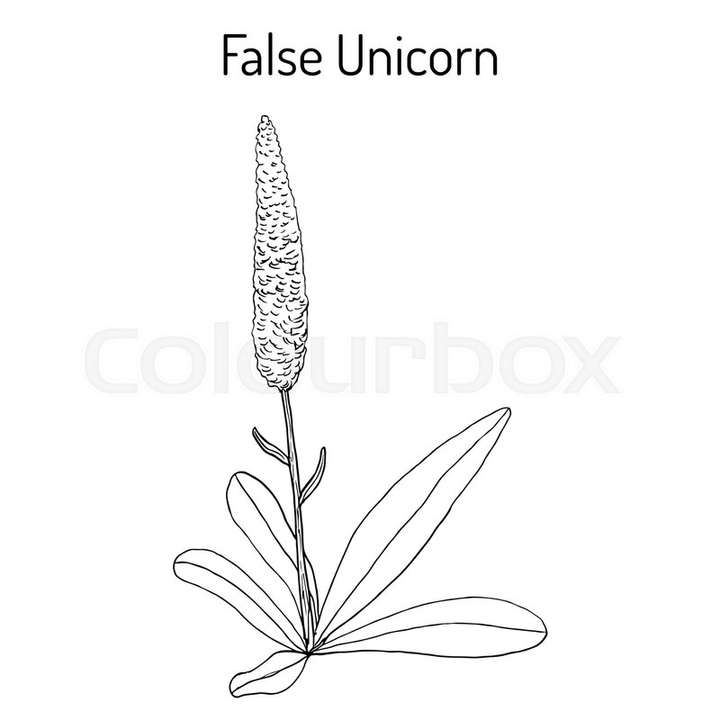 800x800 False Unicorn Chamaelirium Luteum Or Stock Vector Colourbox