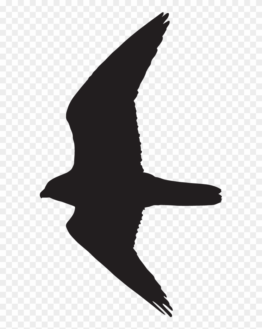 Cliparts For Free Download Falcon Clipart Falcon Silhouette 880x1105 Cliparts For Free Download Falcon Clipart Falcon Silhouette