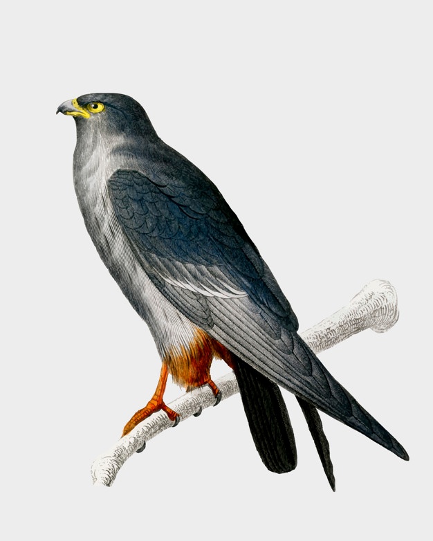 Falcon Vectors, Photos And Free Download 626x782 Falcon Vectors, Photos And Free Download