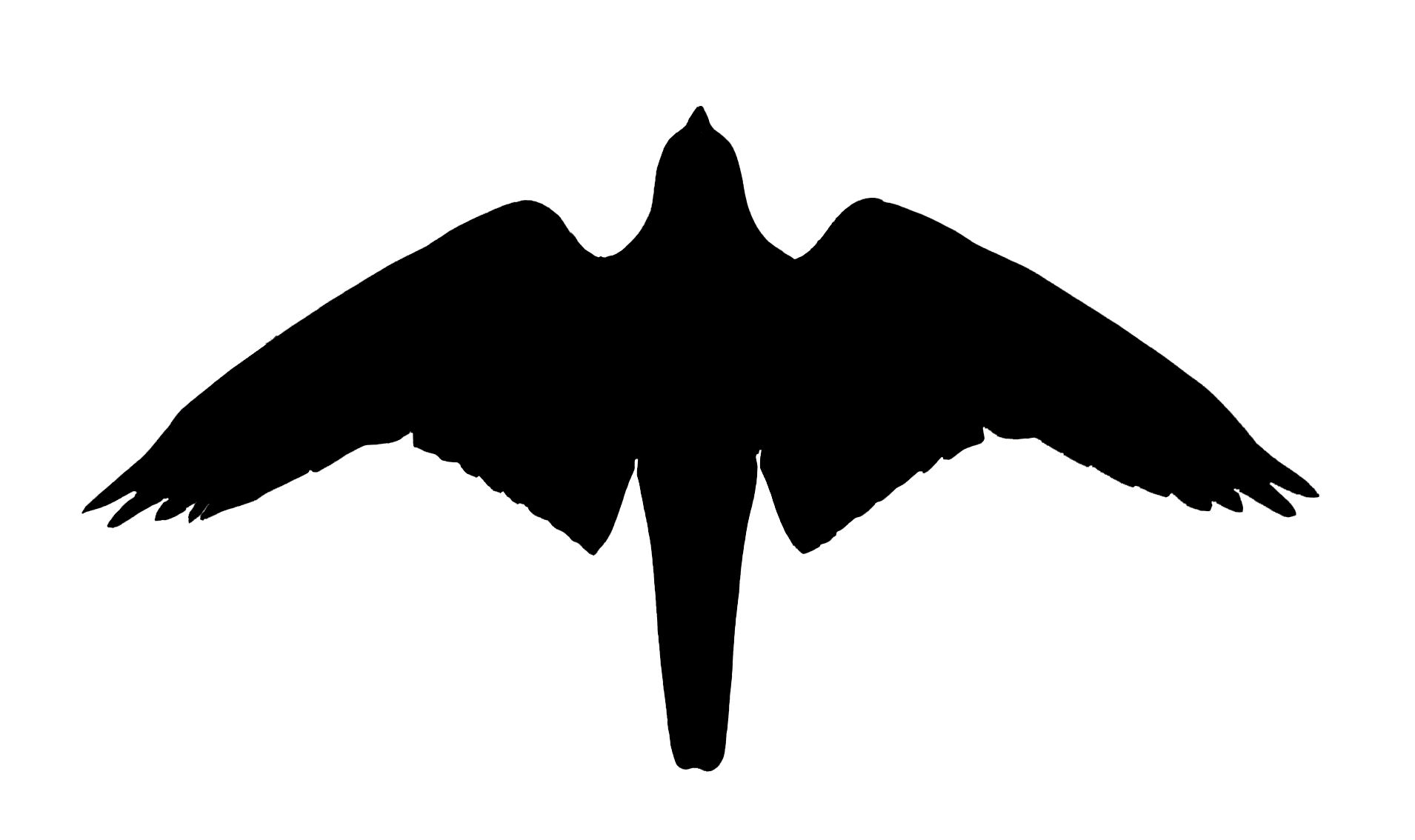 Huge Collection Of 'falcon Silhouette' Download More Than 1910x1134 Huge Collection Of 'falcon Silhouette' Download More Than