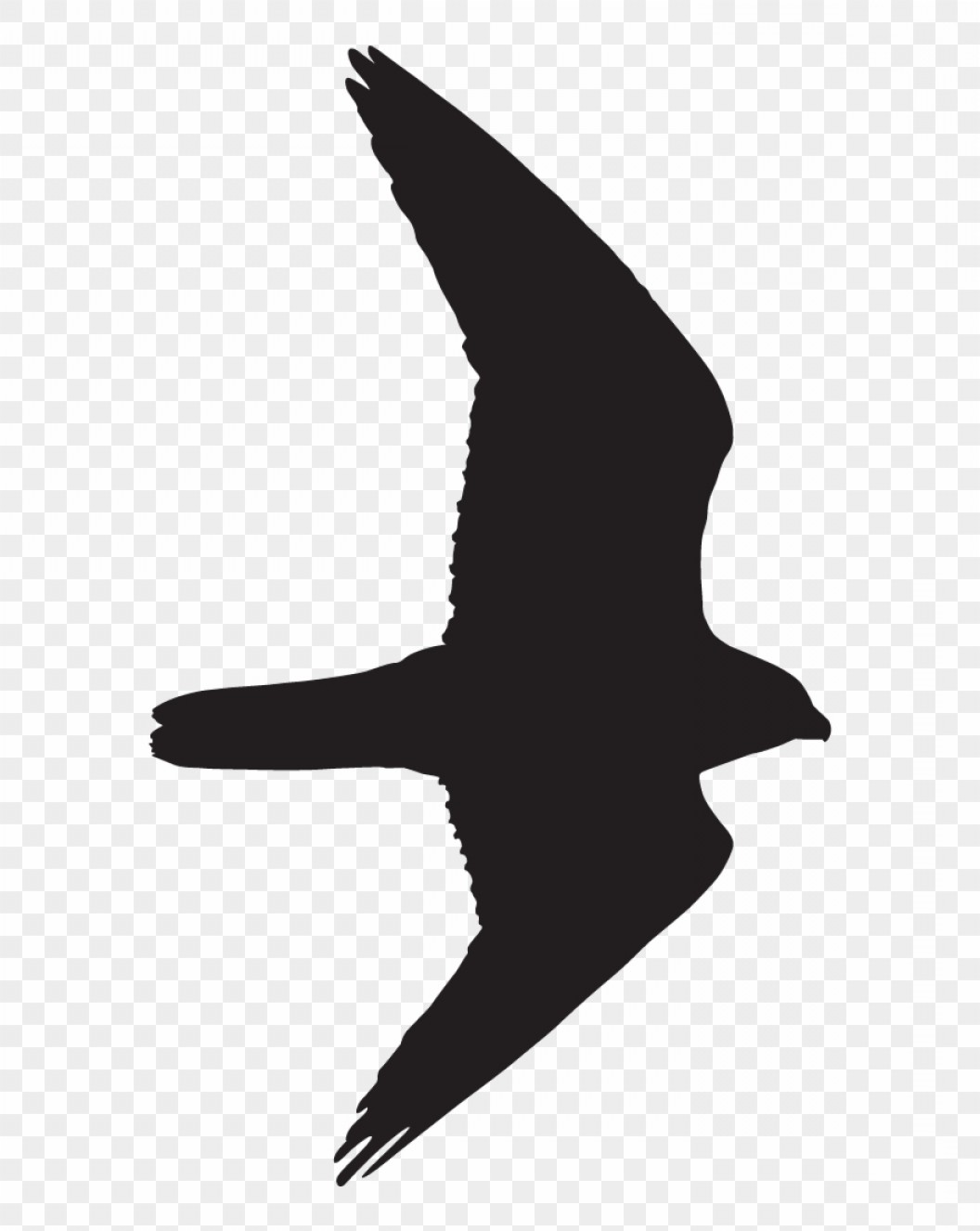 Falcon Silhouette Vector at Vectorified.com | Collection of Falcon ...