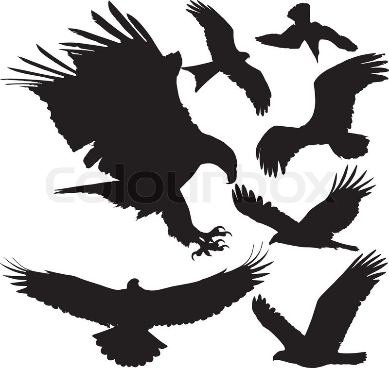 Birds Of Prey 800x758 Birds Of Prey