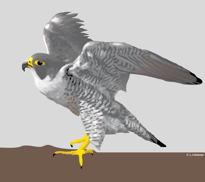 850x758 Falcon Vector Art Graphics
