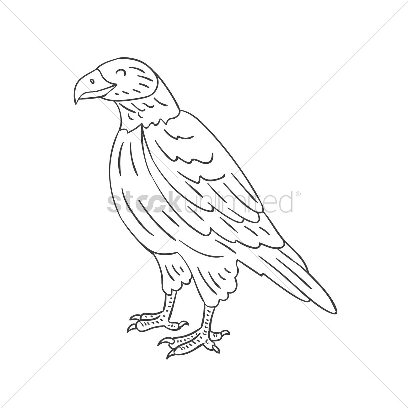 1300x1300 Falcon Vector Image