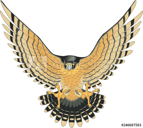500x449 Peregrine Falcon Vector Illustration