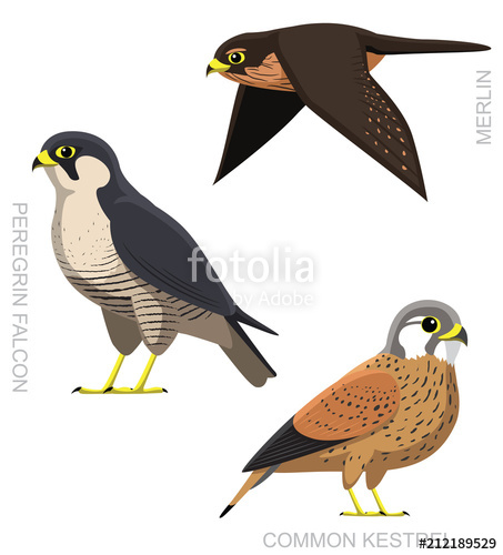 453x500 Bird Falcon Set Cartoon Vector Illustration Stock Image