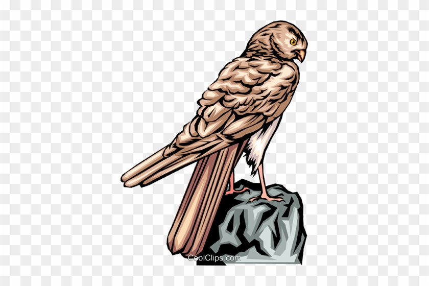 840x560 Falcon Royalty Free Vector Clip Art Illustration