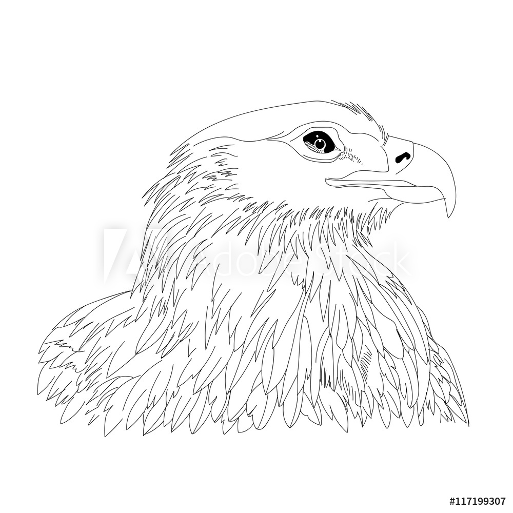 1000x1000 Photo Art Print Graphical Hand Drawn Eagle, Hawk, Falcon Vector