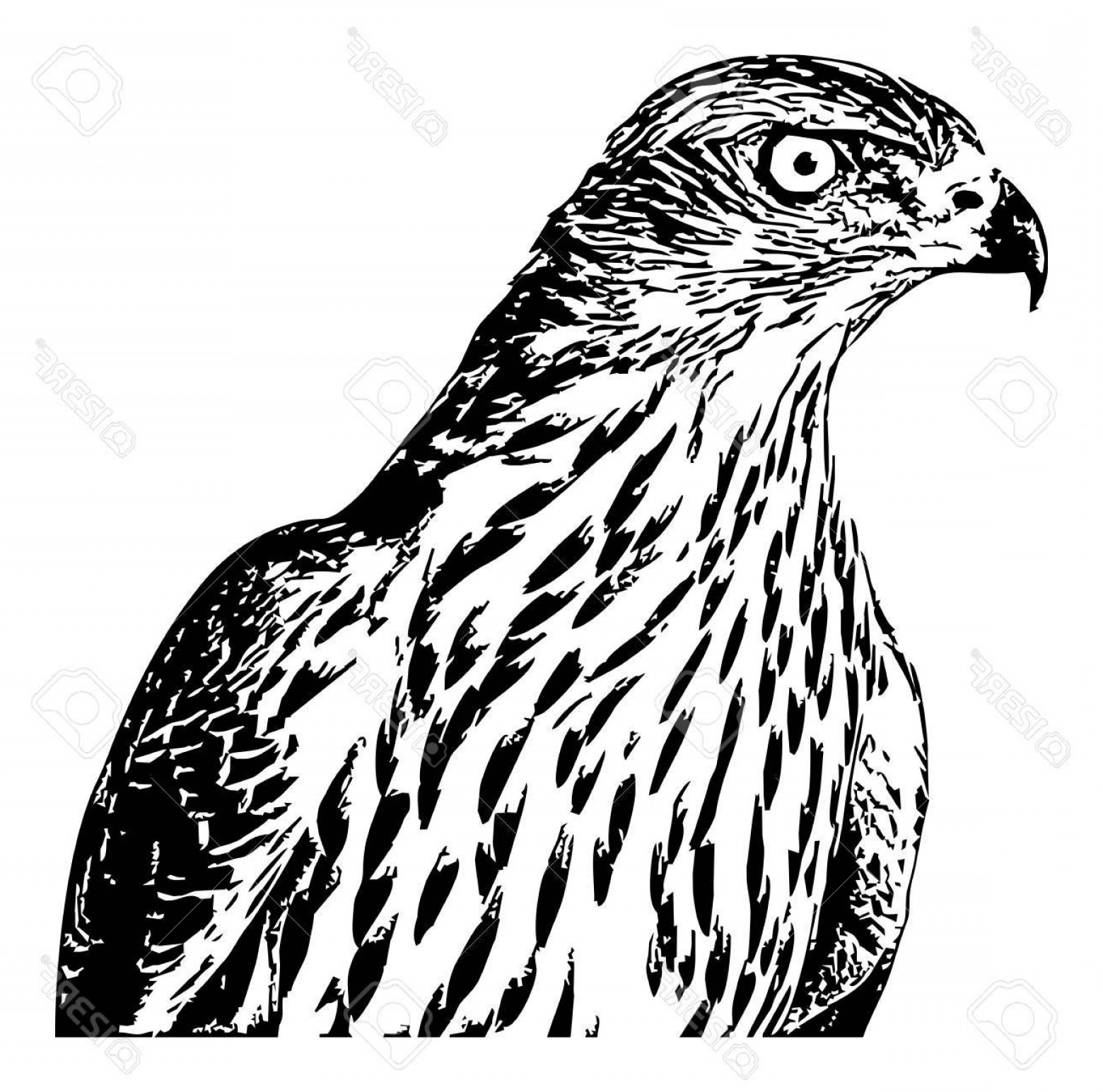 1560x1545 Photostock Vector Falcon Computer Imitation Of A Hand Drawn Sketch