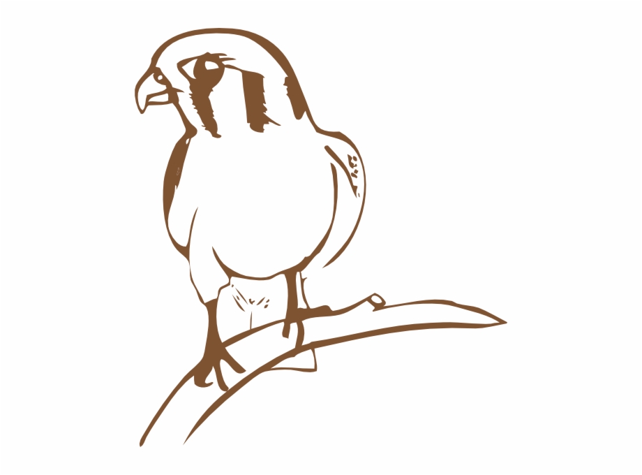 920x680 Falcon Graphic Vector Logo Wikiclipart Image Png Clipart