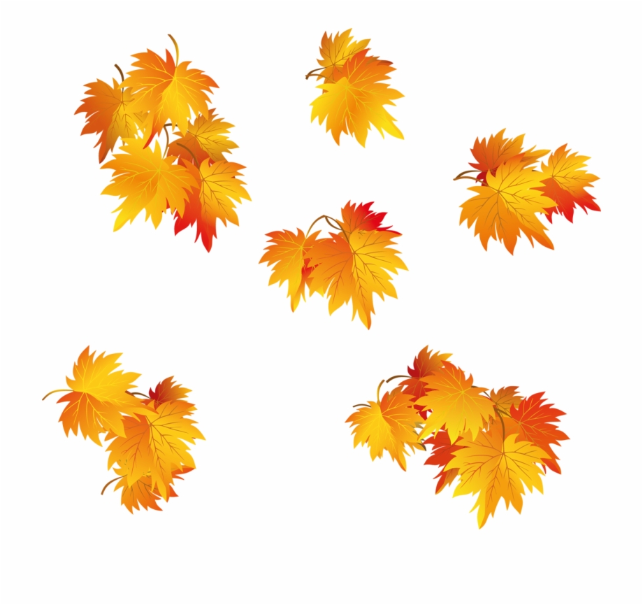 920x865 Fall Leaf Vector Png