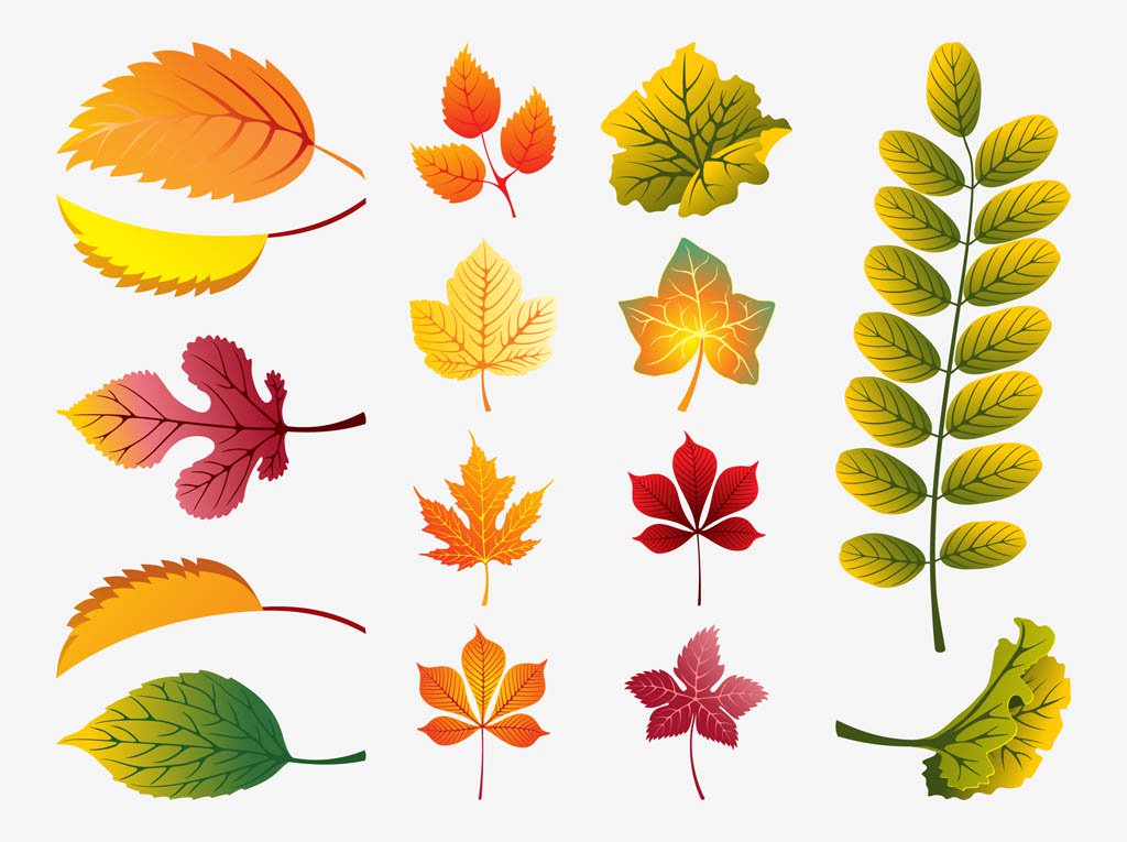 1024x765 Fall Leaves Vector Vector Art Graphics