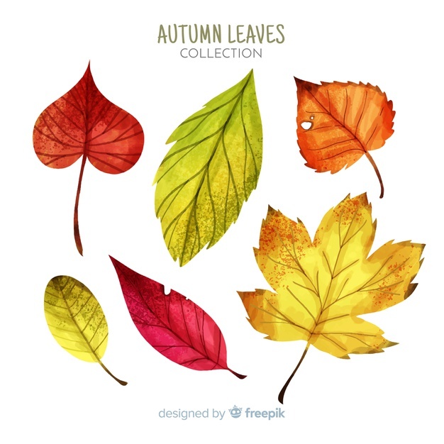 626x626 Fall Leaves Vectors, Photos And Free Download