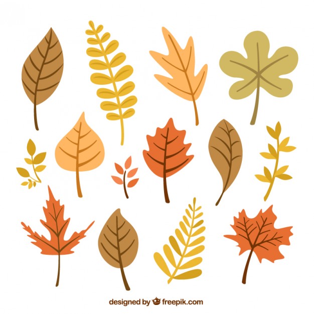 626x626 Fall Vectors, Photos And Free Download