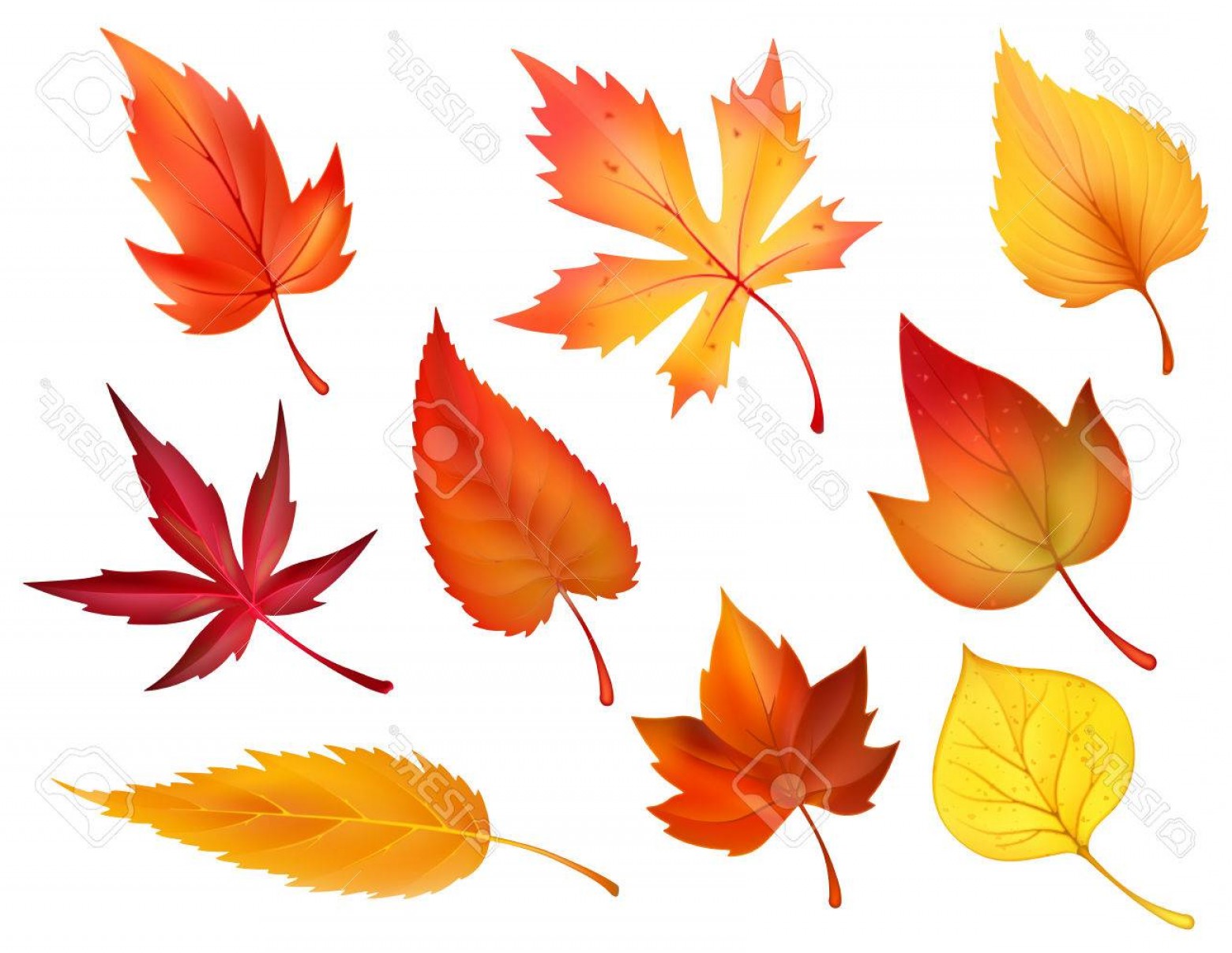 1560x1207 Photostock Vector Autumn Foliage Of Fall Falling Leaves Vector