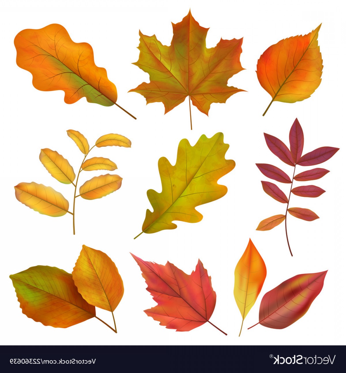 1200x1296 Autumn Leaves Realistic Yellow And Red Fall Leaf Vector Soidergi