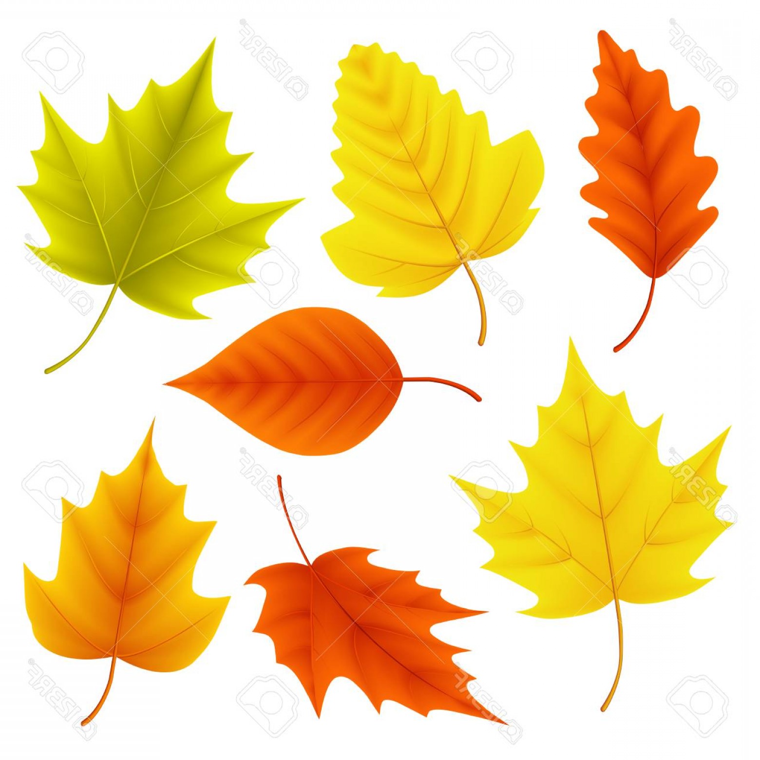 Fall Leaves Vector at Vectorified.com | Collection of Fall Leaves ...
