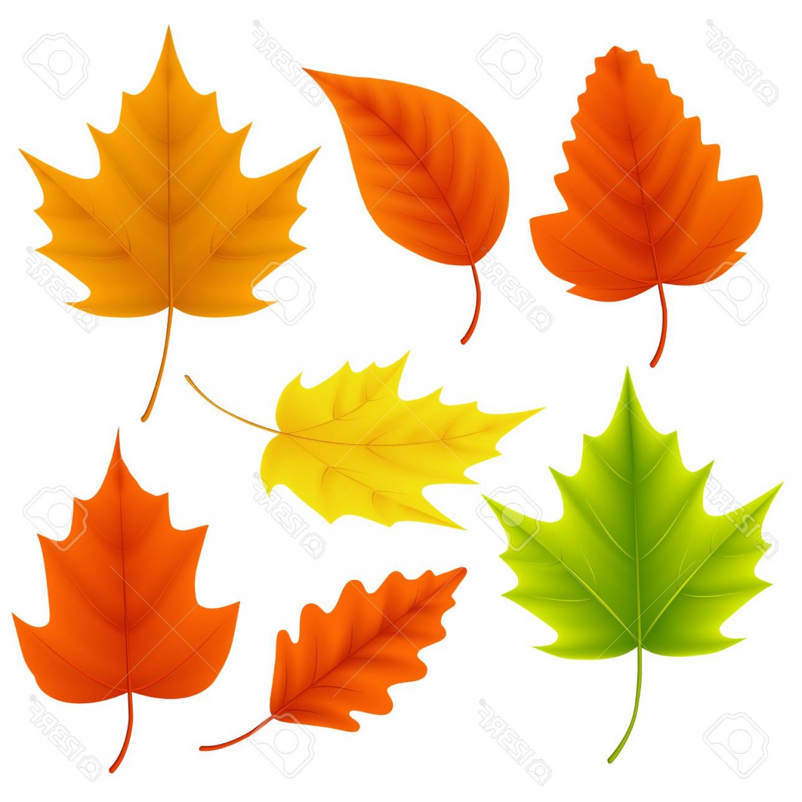 1560x1560 Photostock Vector Fall Leaves Vector Set For Autumn Season