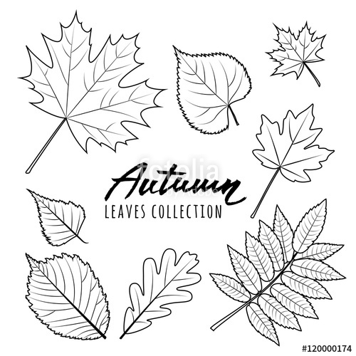 500x500 Set Of Vector Autumn Leaves Black And White Outline Hand Drawn