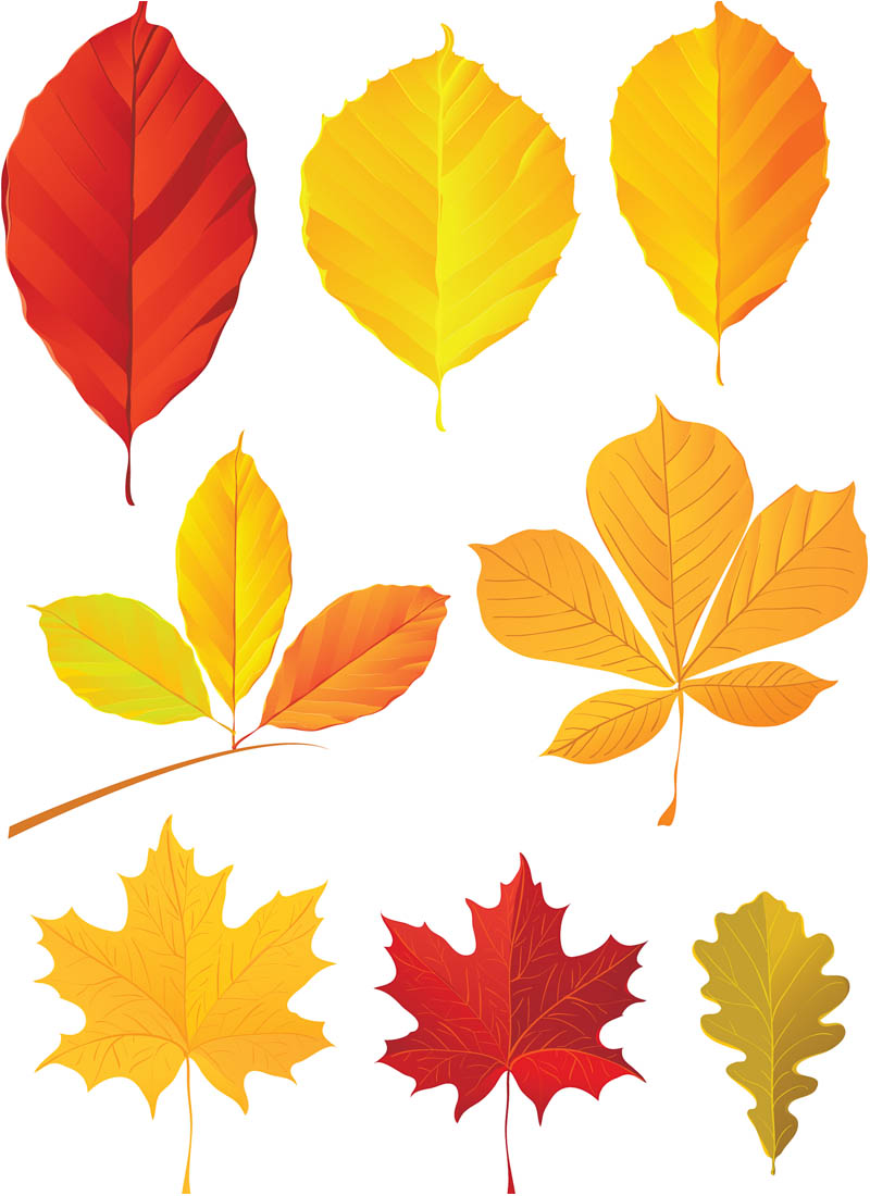 800x1100 Yellow Fall Leaves Vector Vector Graphics Blog