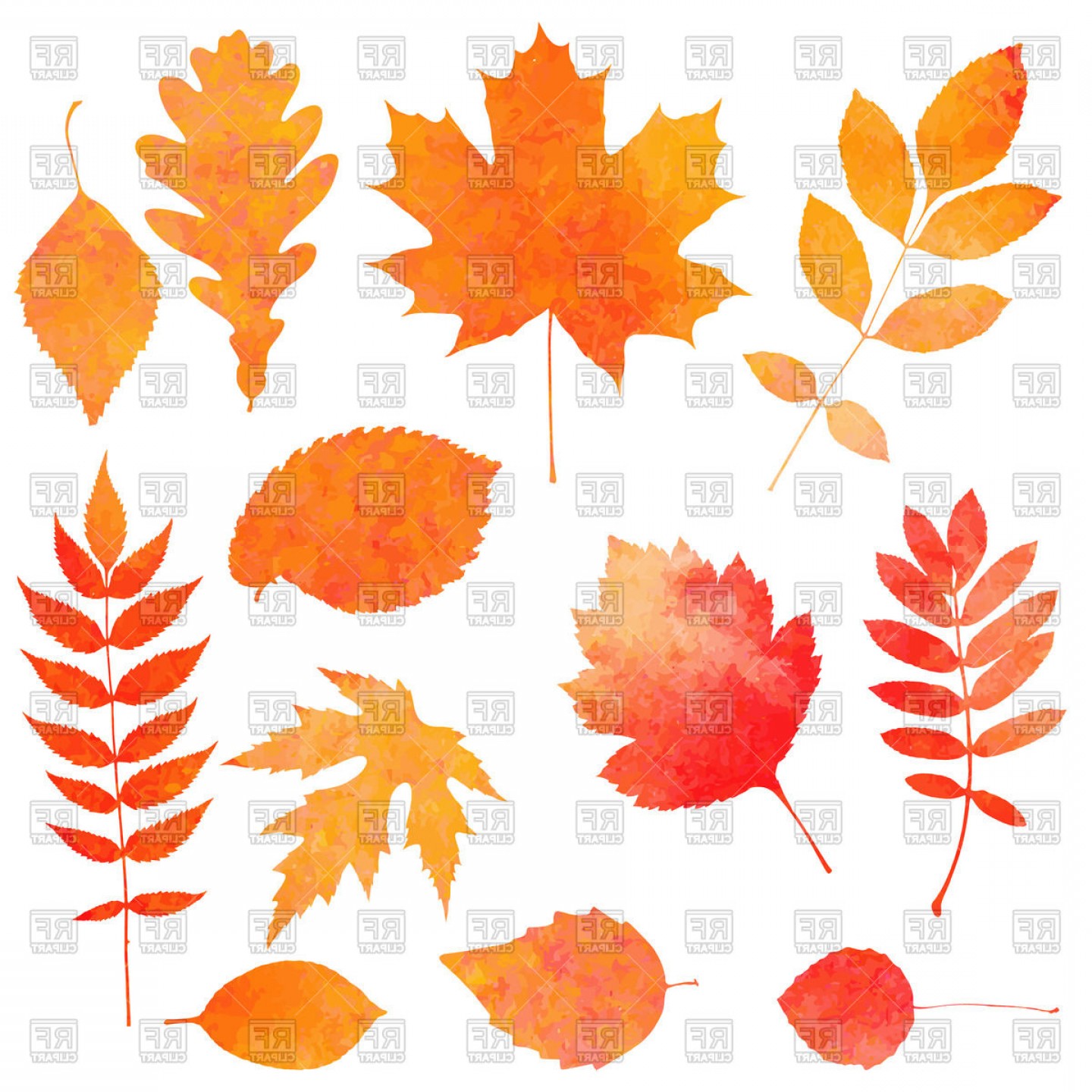 Collection Of Orange Watercolor Autumn Leaves Vector Clipart 1440x1440 Collection Of Orange Watercolor Autumn Leaves Vector Clipart