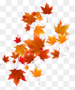 Autumn Leaves, Fall, Defoliation, Autumn 260x311 Autumn Leaves, Fall, Defoliation, Autumn