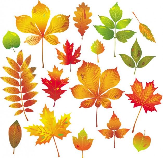 Fall Leaves In Fall Leaves Drawing 626x608 Fall Leaves In Fall Leaves Drawing