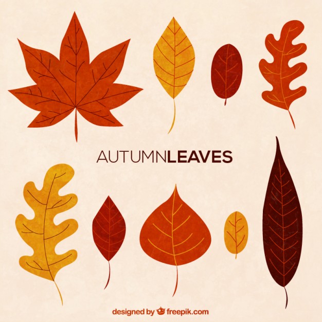 Autumn Leaf Collection Vector Free Download 626x626 Autumn Leaf Collection Vector Free Download