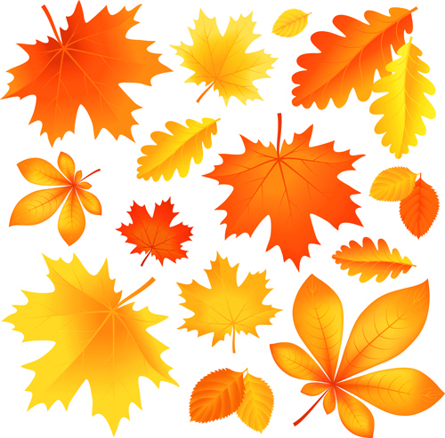 Beautiful Autumn Leaves Vector Free Vector In Encapsulated 500x493 Beautiful Autumn Leaves Vector Free Vector In Encapsulated
