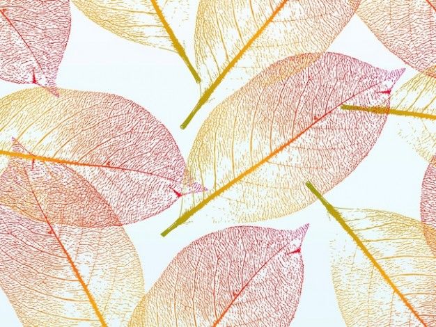 626x470 Pretty Autumn Transparent Leaves Fall Vector Patterns Leaves