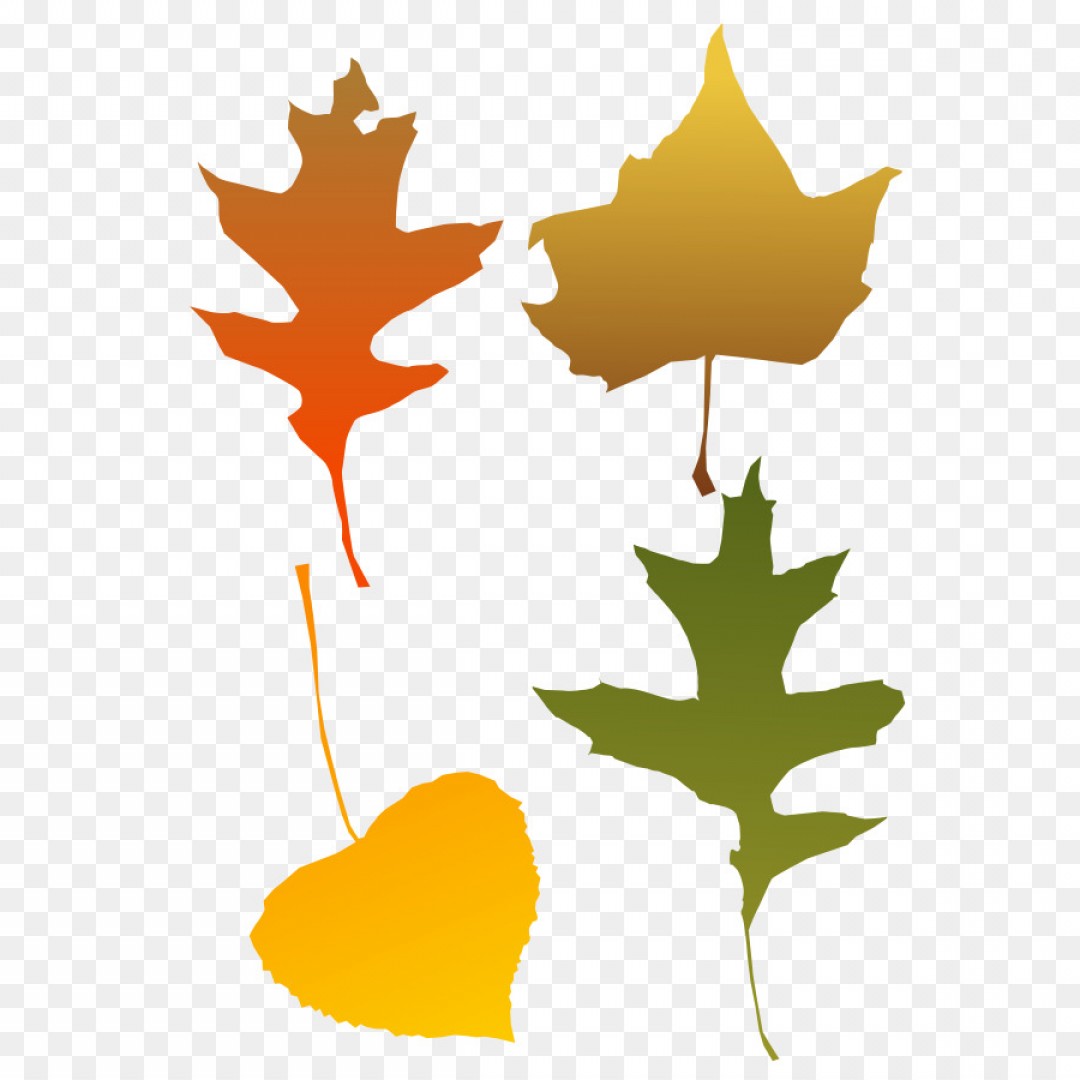 1080x1080 Png Autumn Leaf Color Clip Art Fall Vector Art Handandbeak