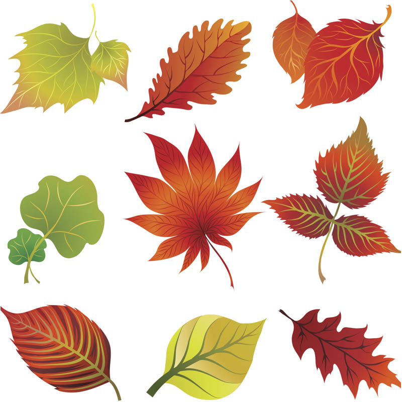 800x800 Fall Vector Graphics Blog