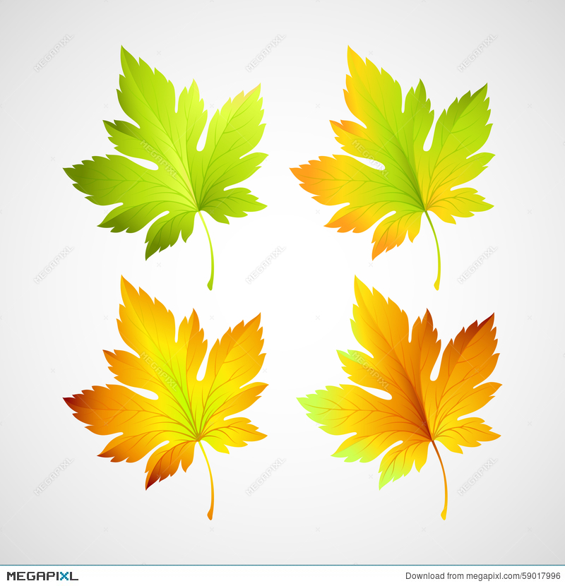 800x830 Set Fall Vector Leaves For Your Design Illustration