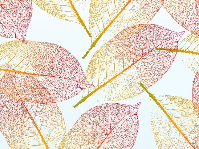 646x486 Pretty Autumn Transparent Leaves Fall Vector Stock Images