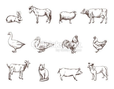 470x367 Vector Sketch Of Twelve Farm Animals Silhouette Craft Ideas