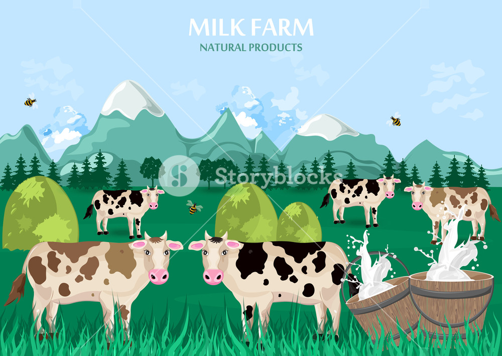 1000x709 Milk Farm Concept Cows Green Field Background Vector